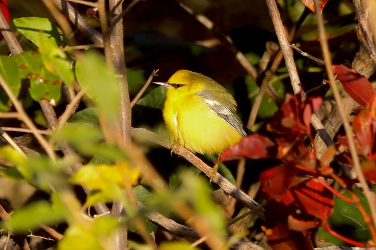 blåvingeparula - ML643597907