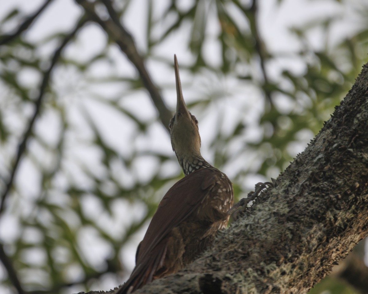Long-billed Woodcreeper - ML643597918