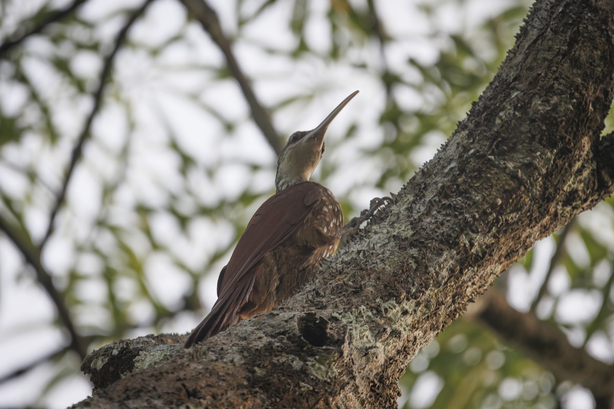 Long-billed Woodcreeper - ML643597919