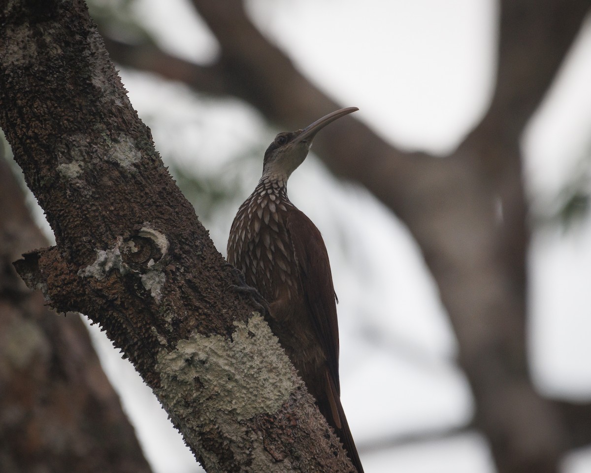Long-billed Woodcreeper - ML643597920