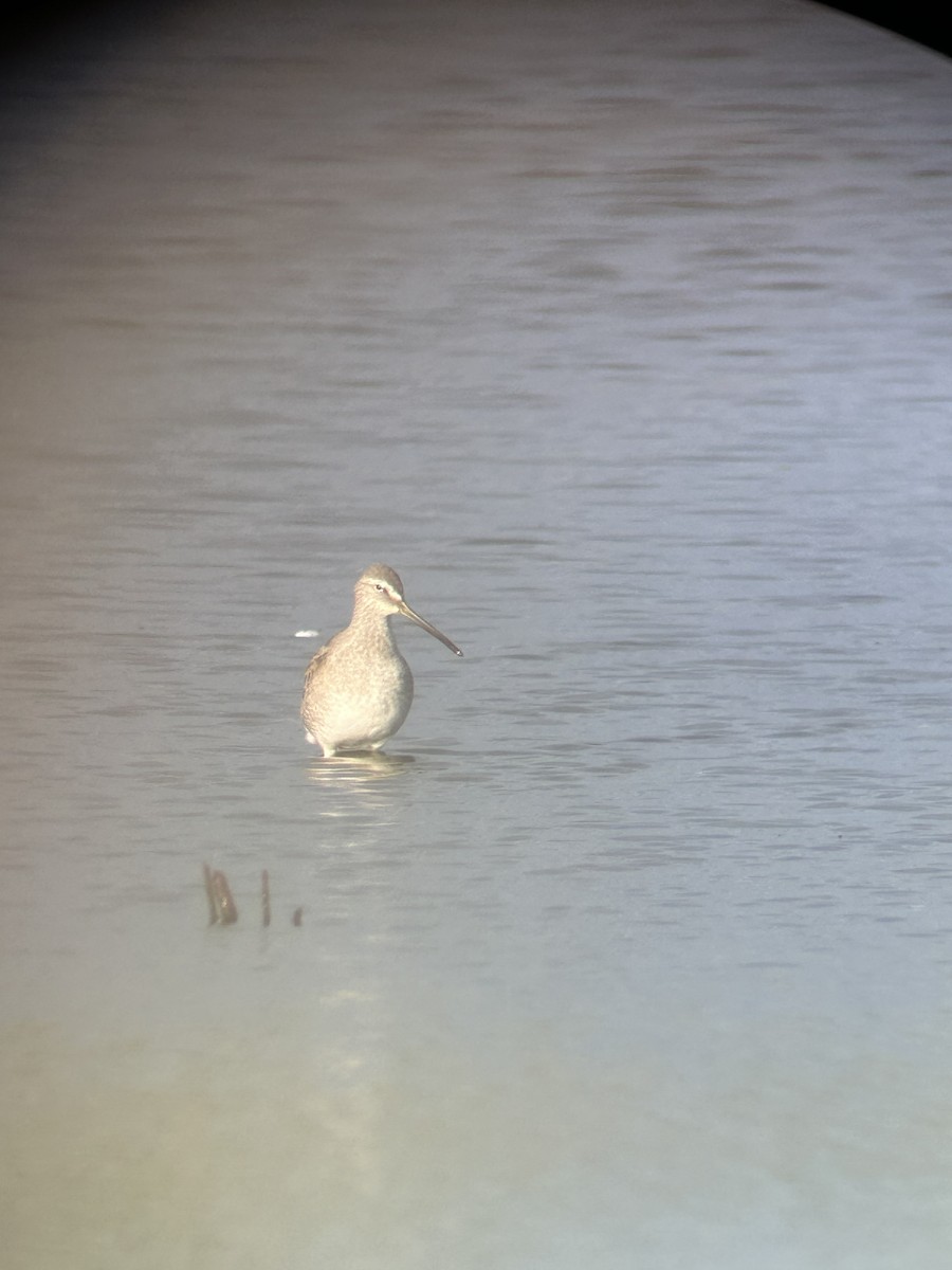 Long-billed Dowitcher - ML643597960