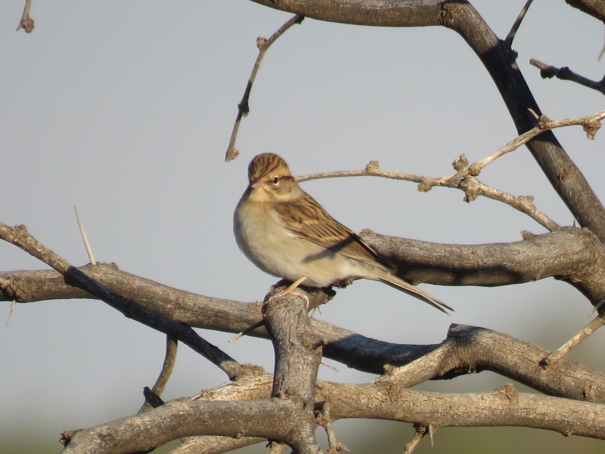 Chipping Sparrow - ML643598042