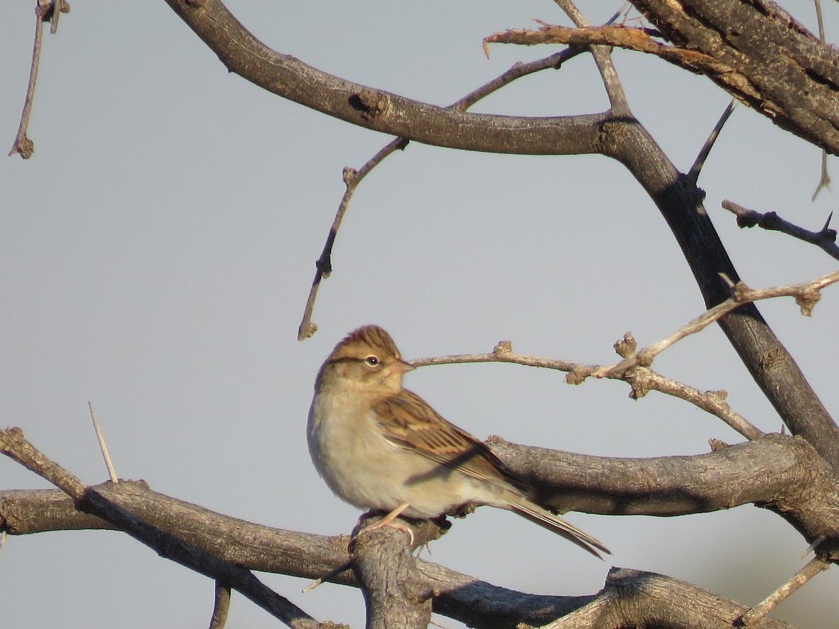 Chipping Sparrow - ML643598043