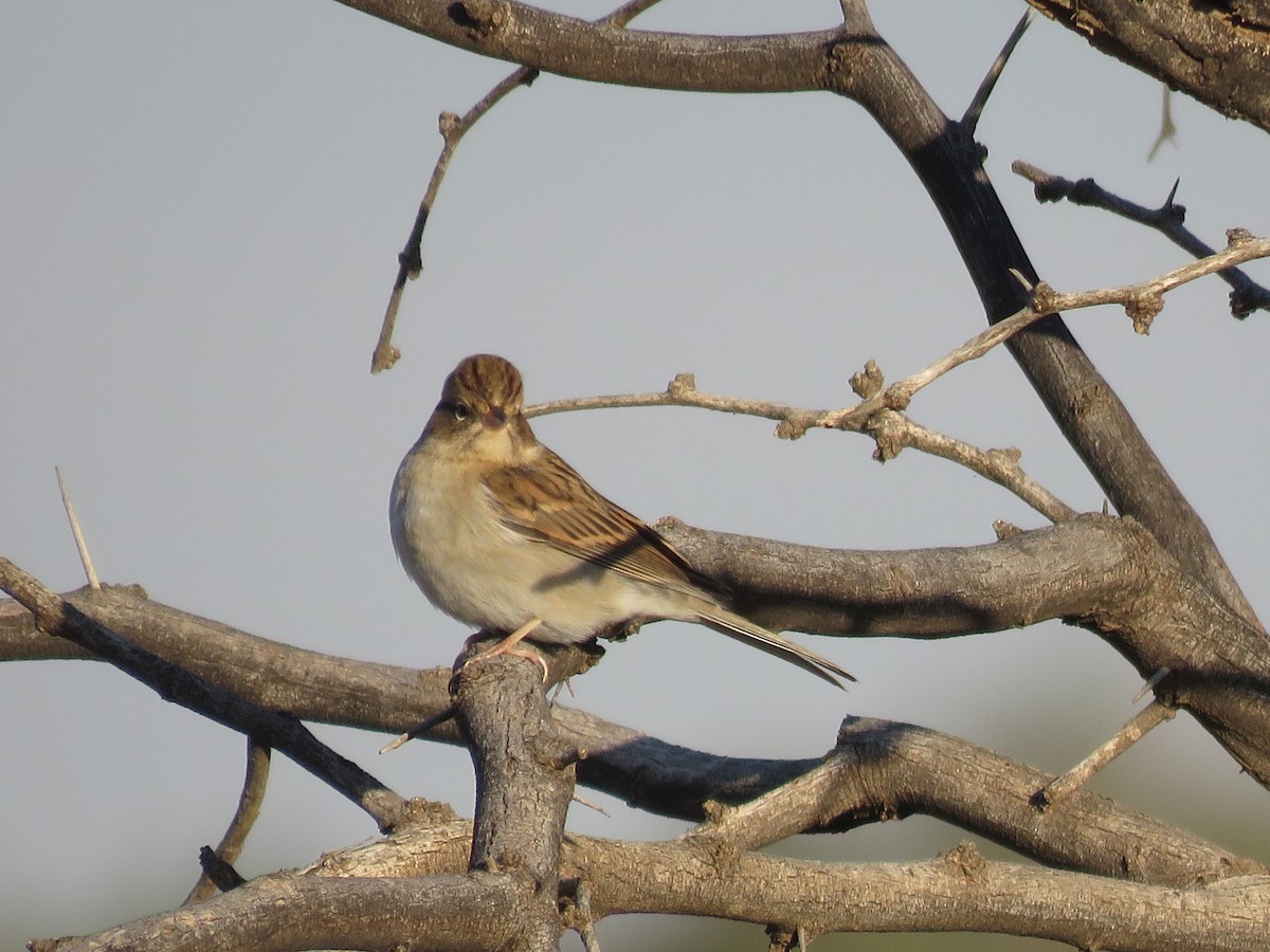 Chipping Sparrow - ML643598044