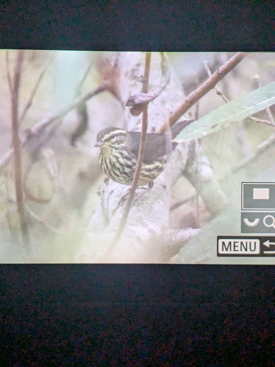 Northern Waterthrush - ML643598070