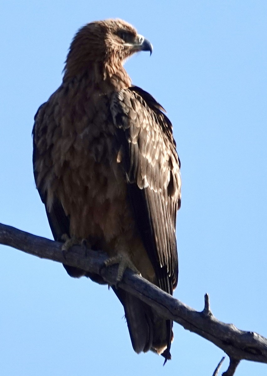 Tawny Eagle - ML643598080