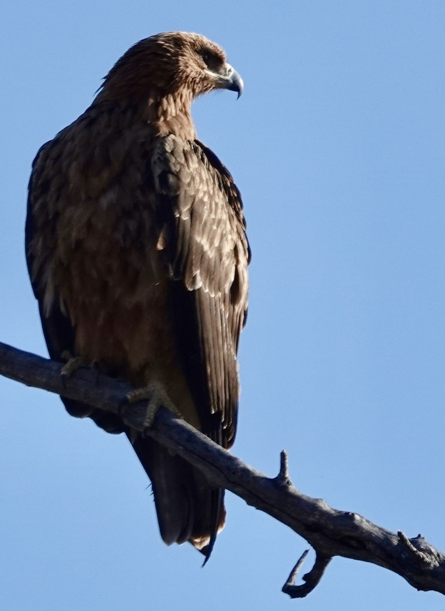 Tawny Eagle - ML643598082
