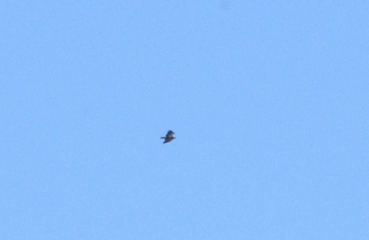 Bald Eagle - ML643598117