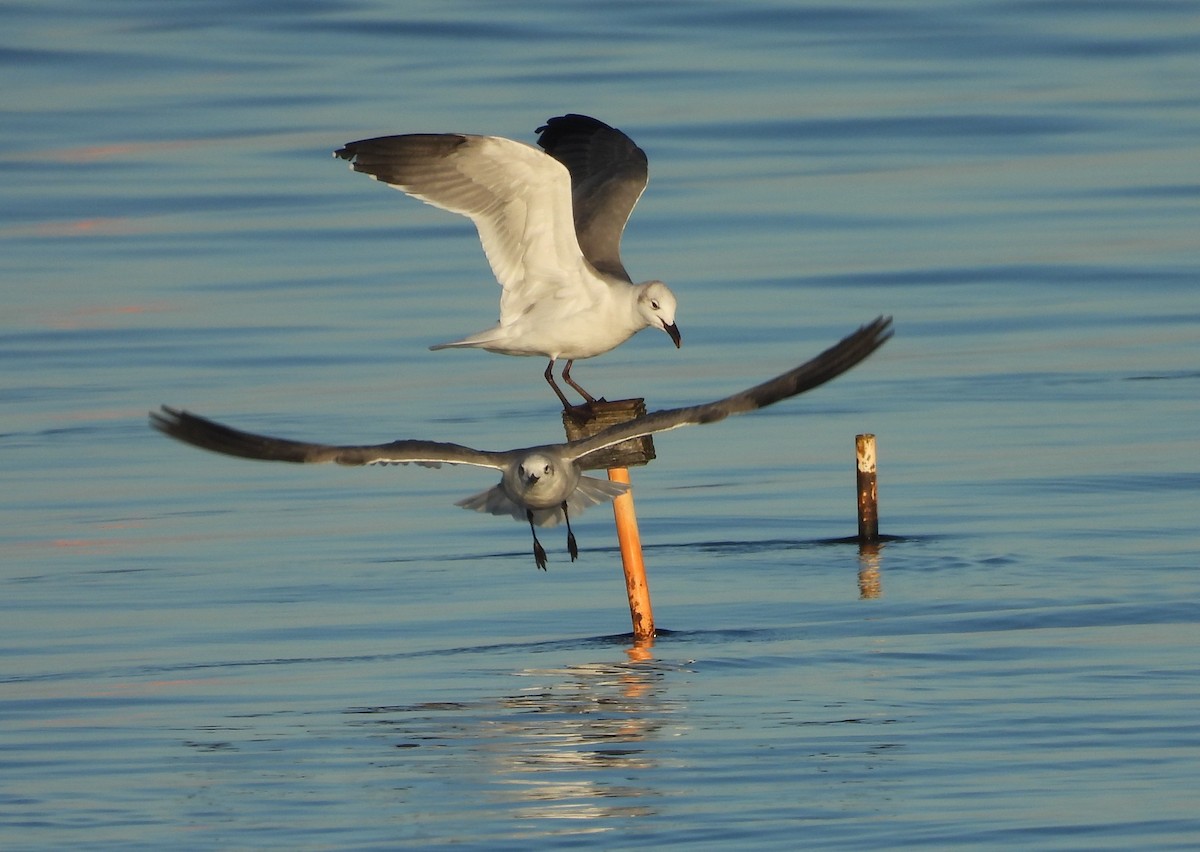 Laughing Gull - ML643598140