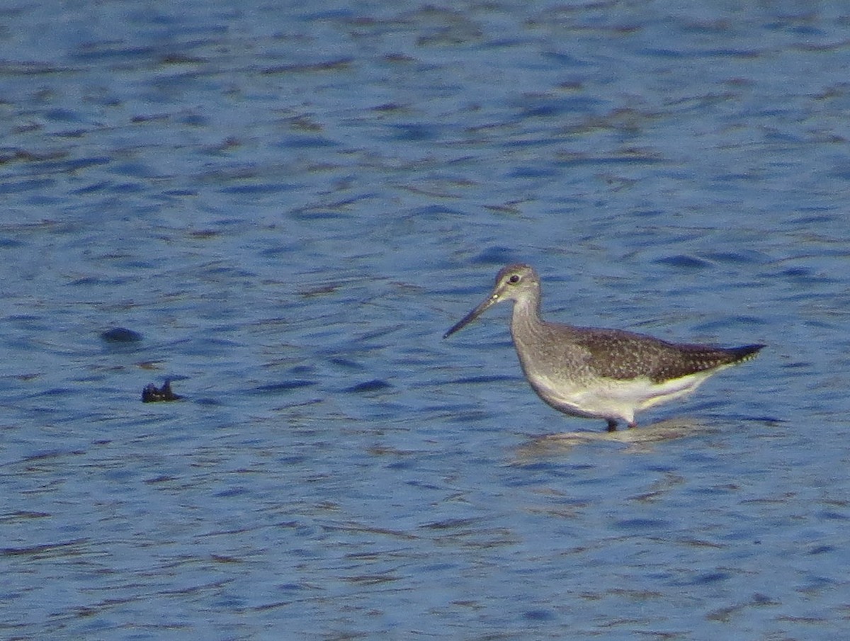 Greater Yellowlegs - ML643598168
