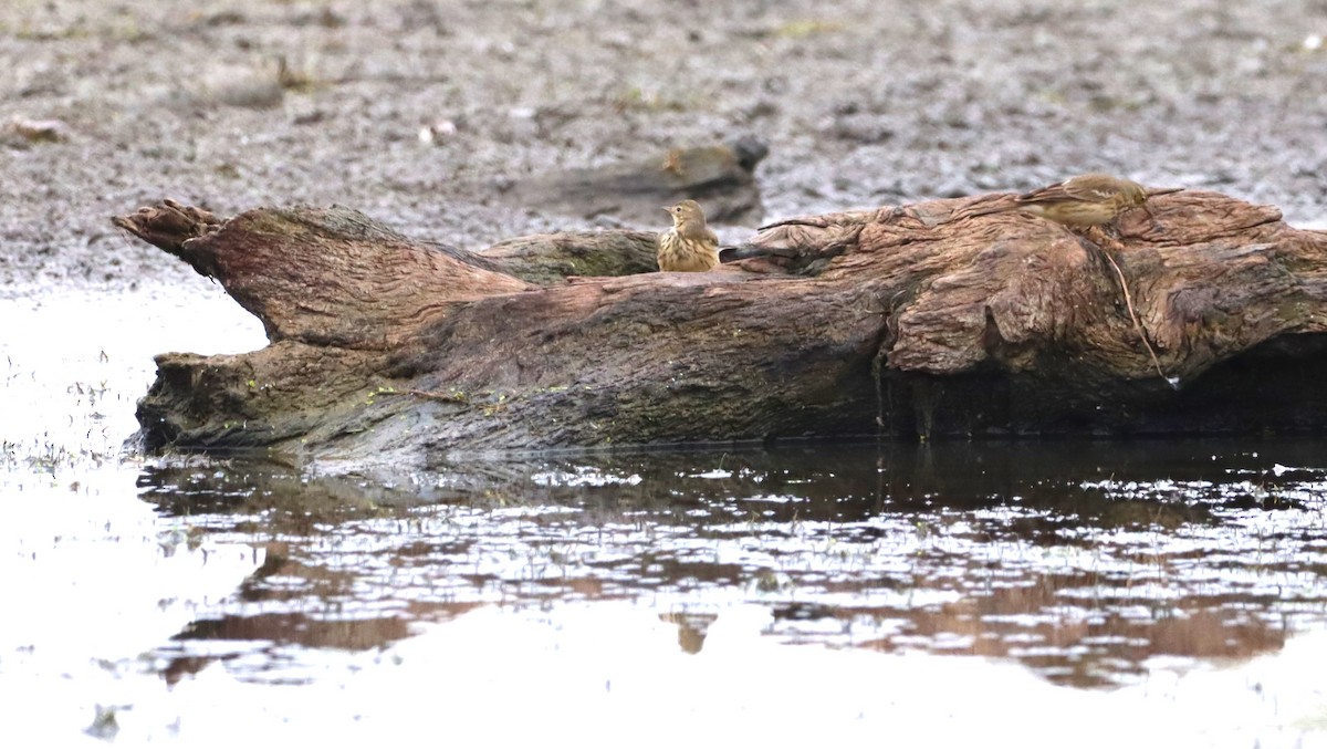 American Pipit - ML643598172