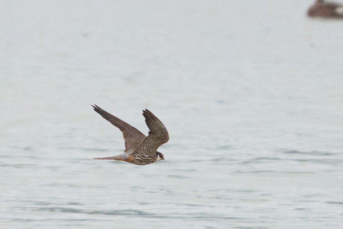 Eurasian Hobby - ML643598182