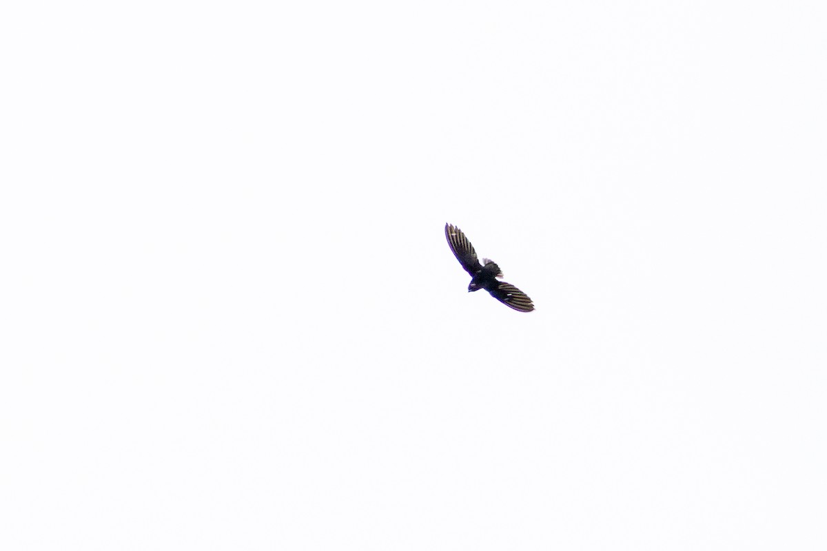 Short-tailed Swift - ML643598212