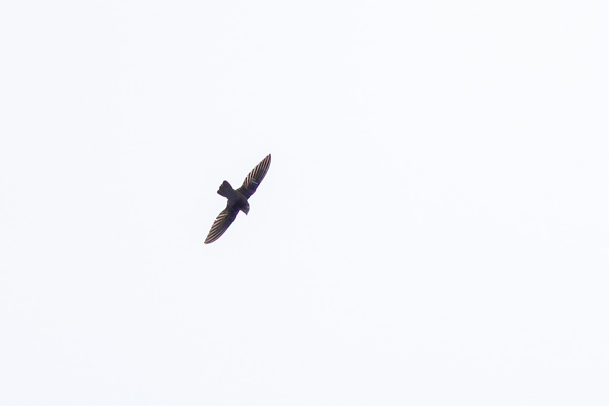 Short-tailed Swift - ML643598213
