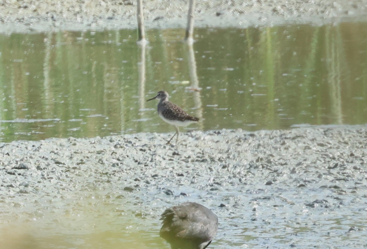 Wood Sandpiper - ML643598220