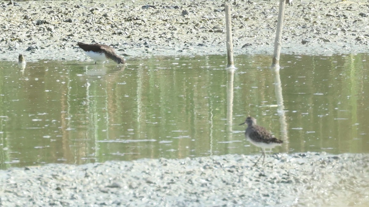 Wood Sandpiper - ML643598221