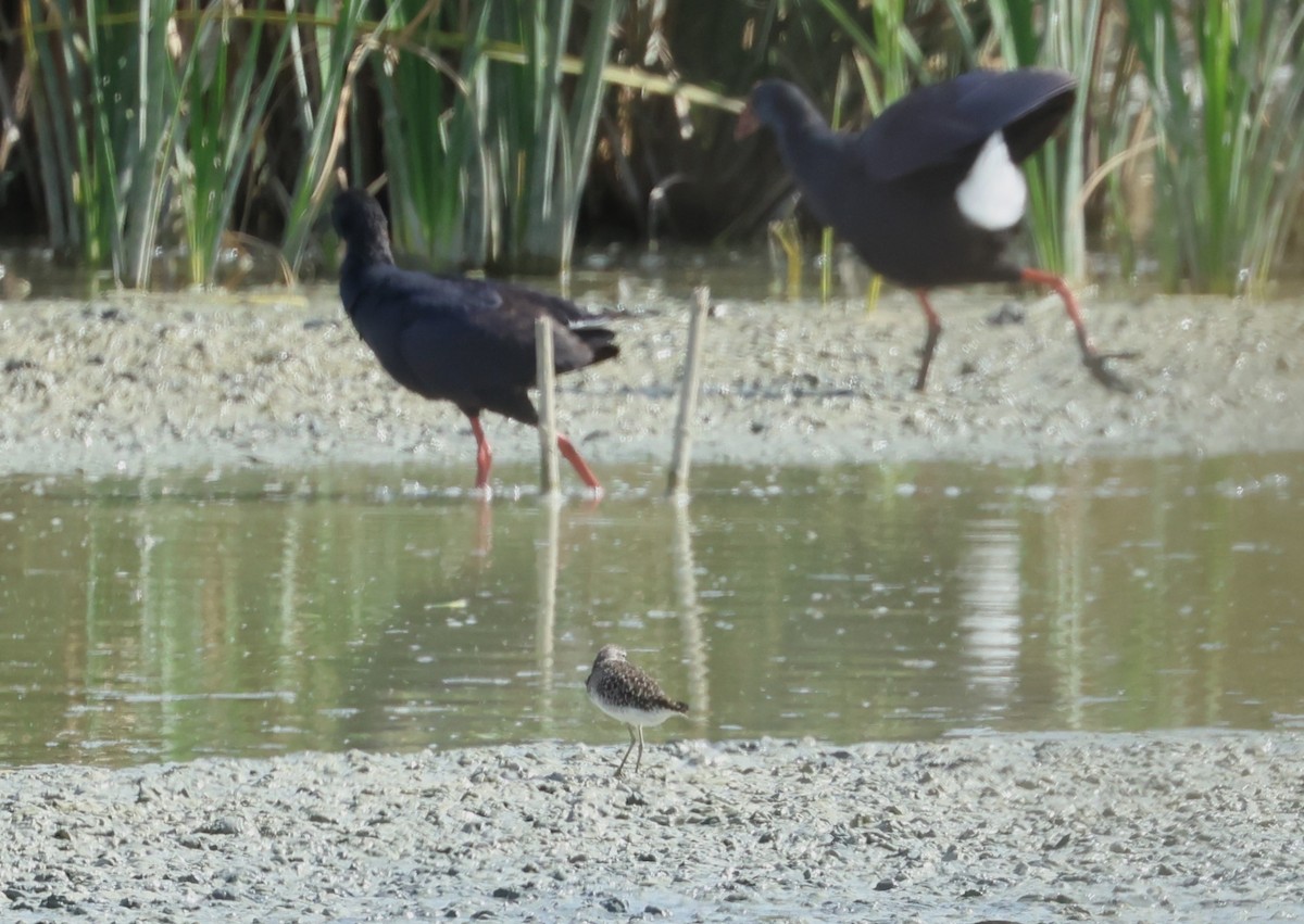 Wood Sandpiper - ML643598222