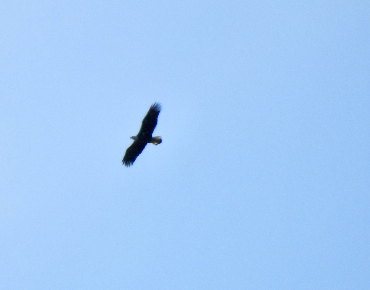 Bald Eagle - ML643598254