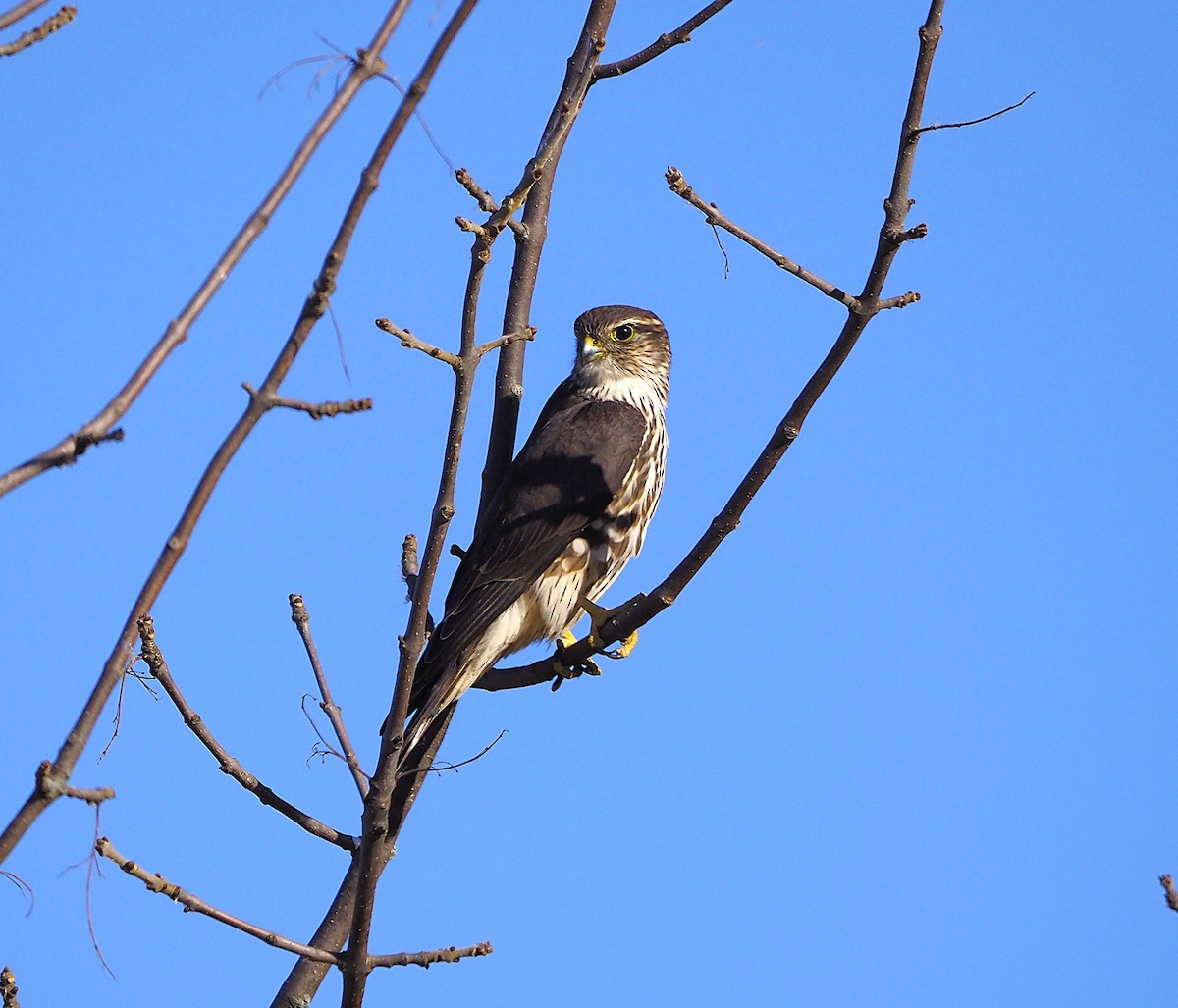 Merlin - ML643598276