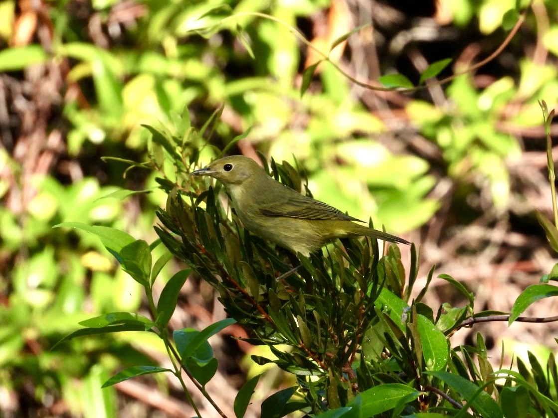 Yellow Warbler - ML643598281
