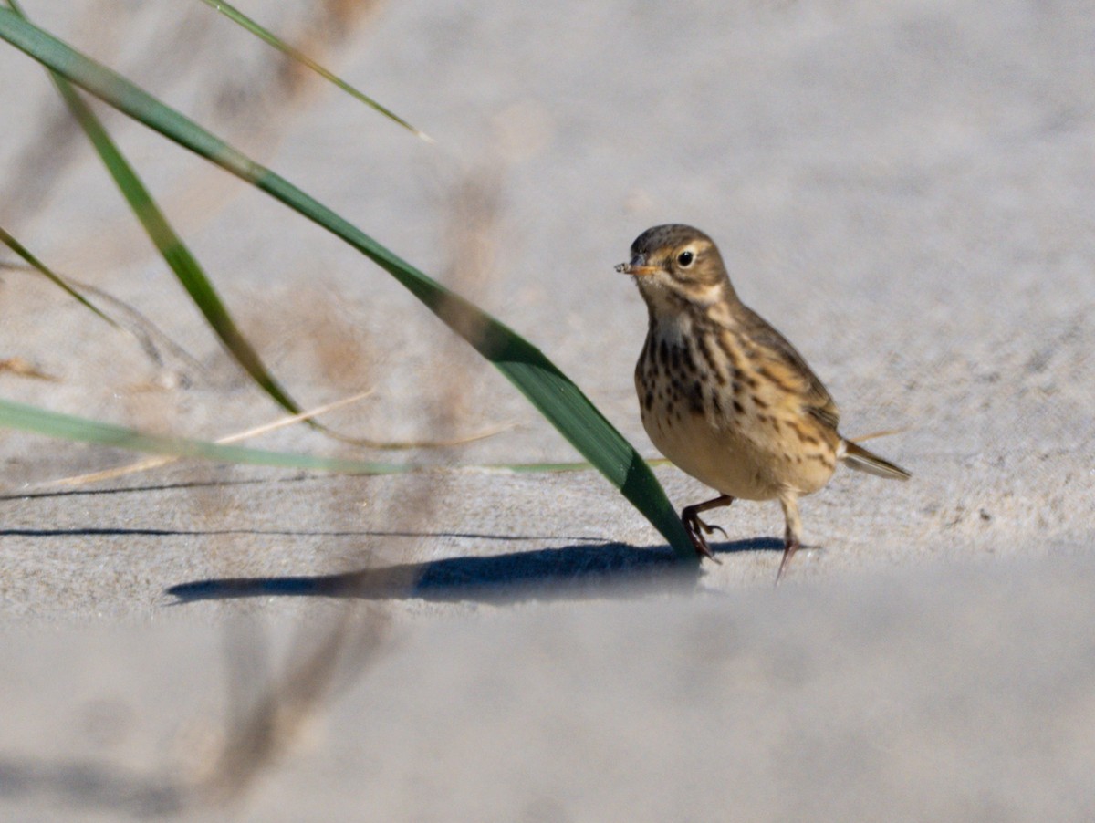 American Pipit - ML643598306
