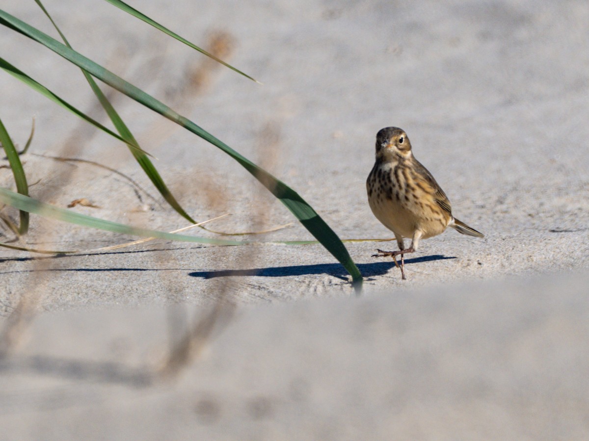 American Pipit - ML643598307