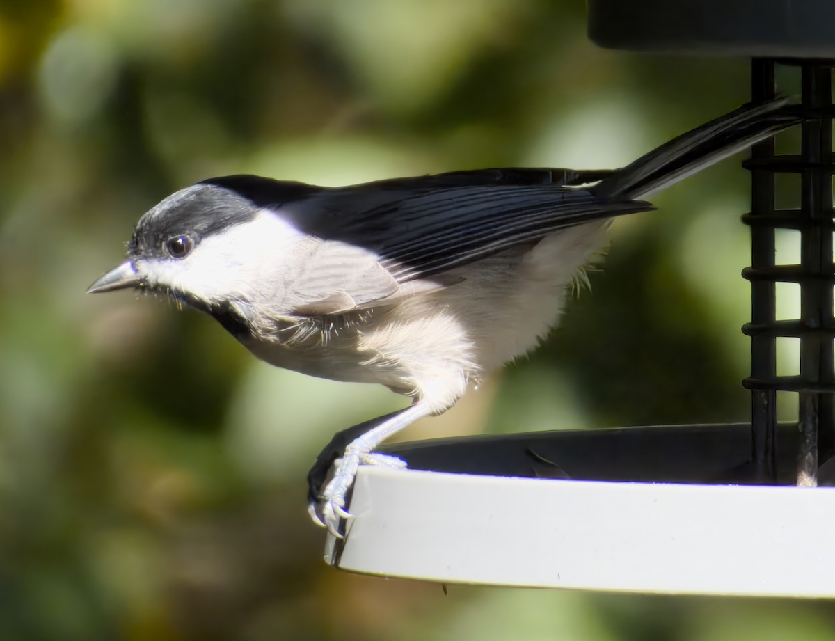 Carolina Chickadee - ML643598376