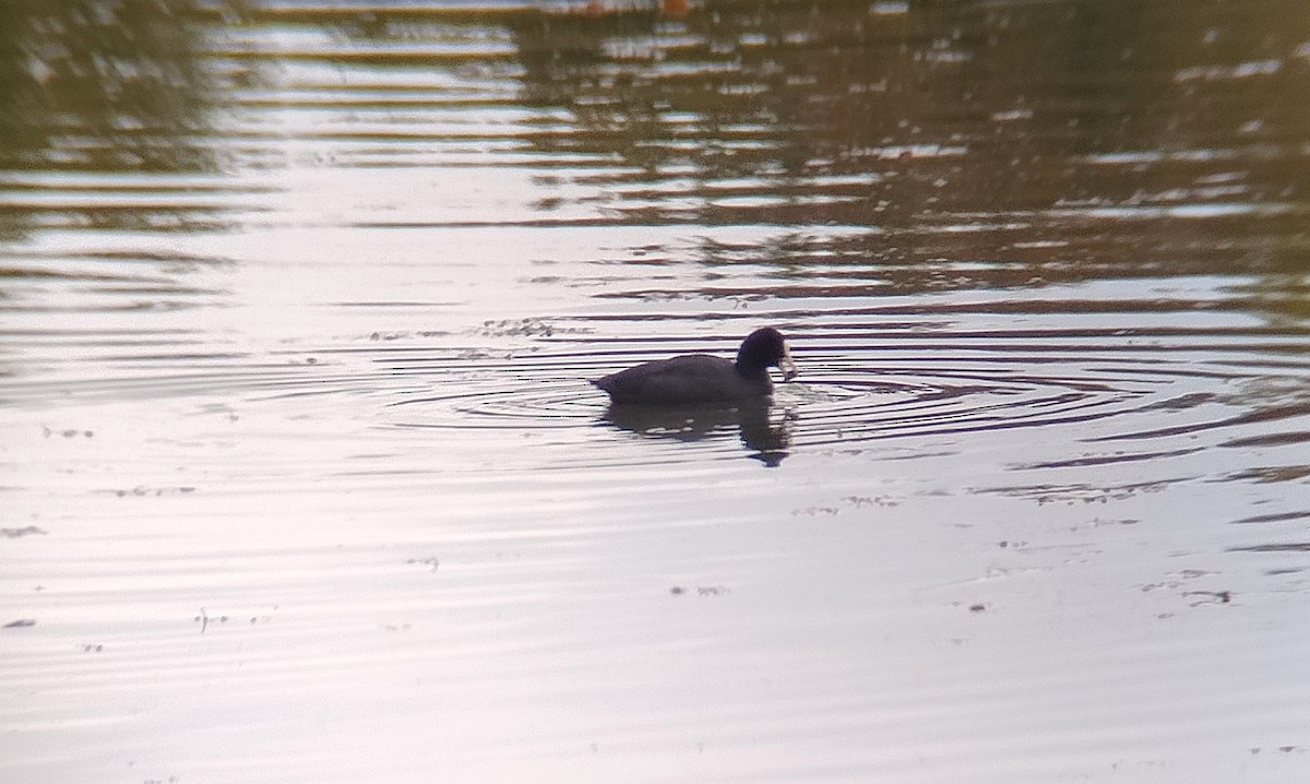 Eurasian Coot - ML643598382