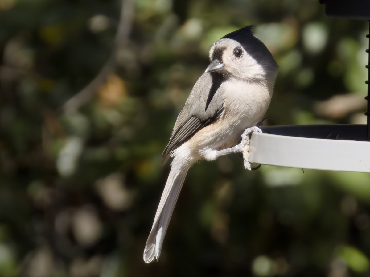Tufted Titmouse - ML643598389