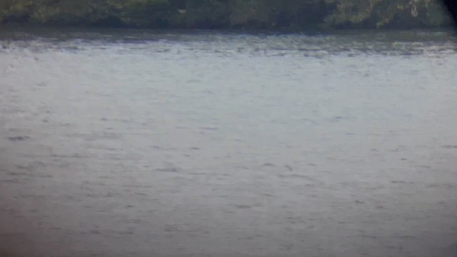 Common Tern - ML643598392