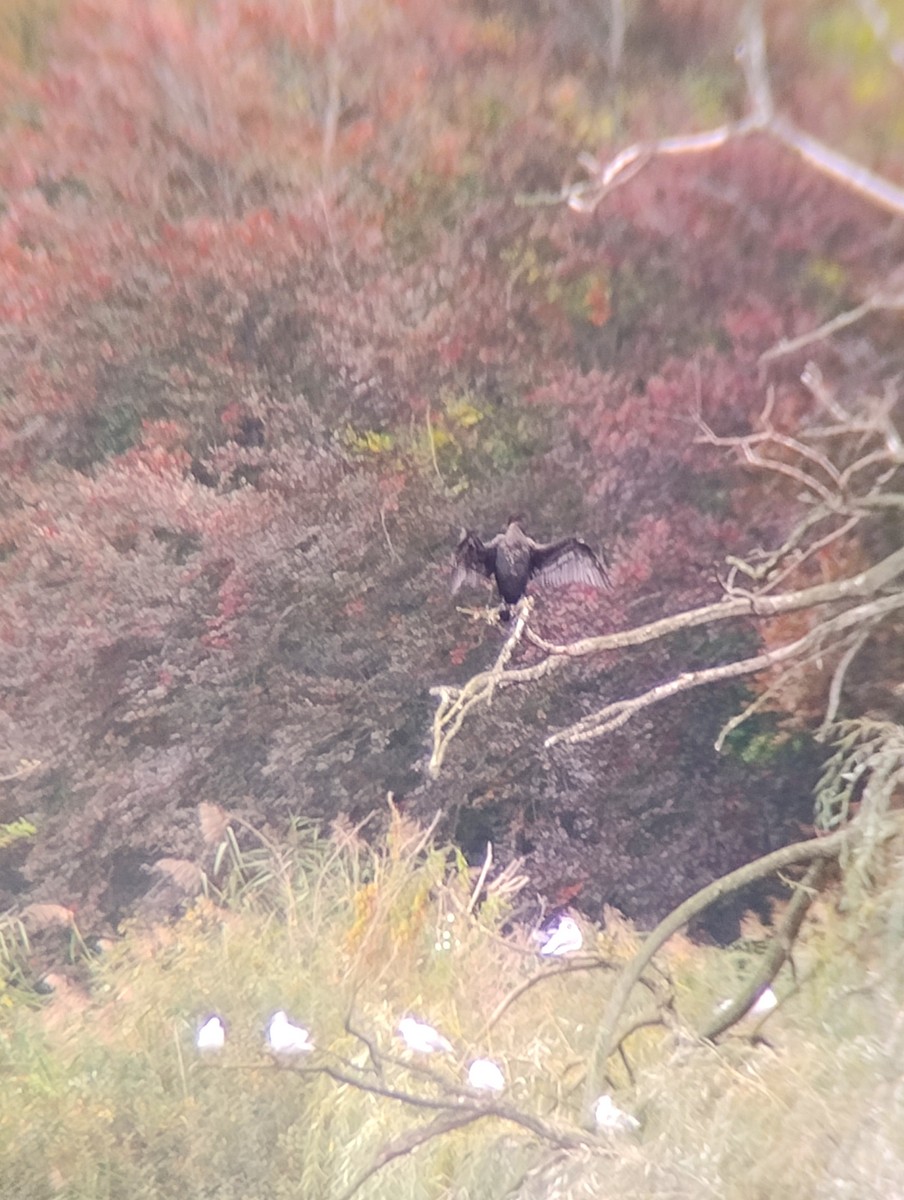 Great Cormorant - ML643598393