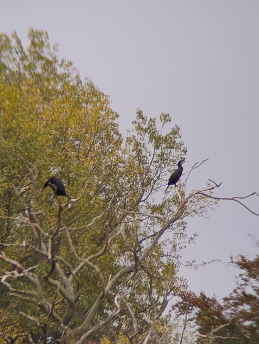 Great Cormorant - ML643598394