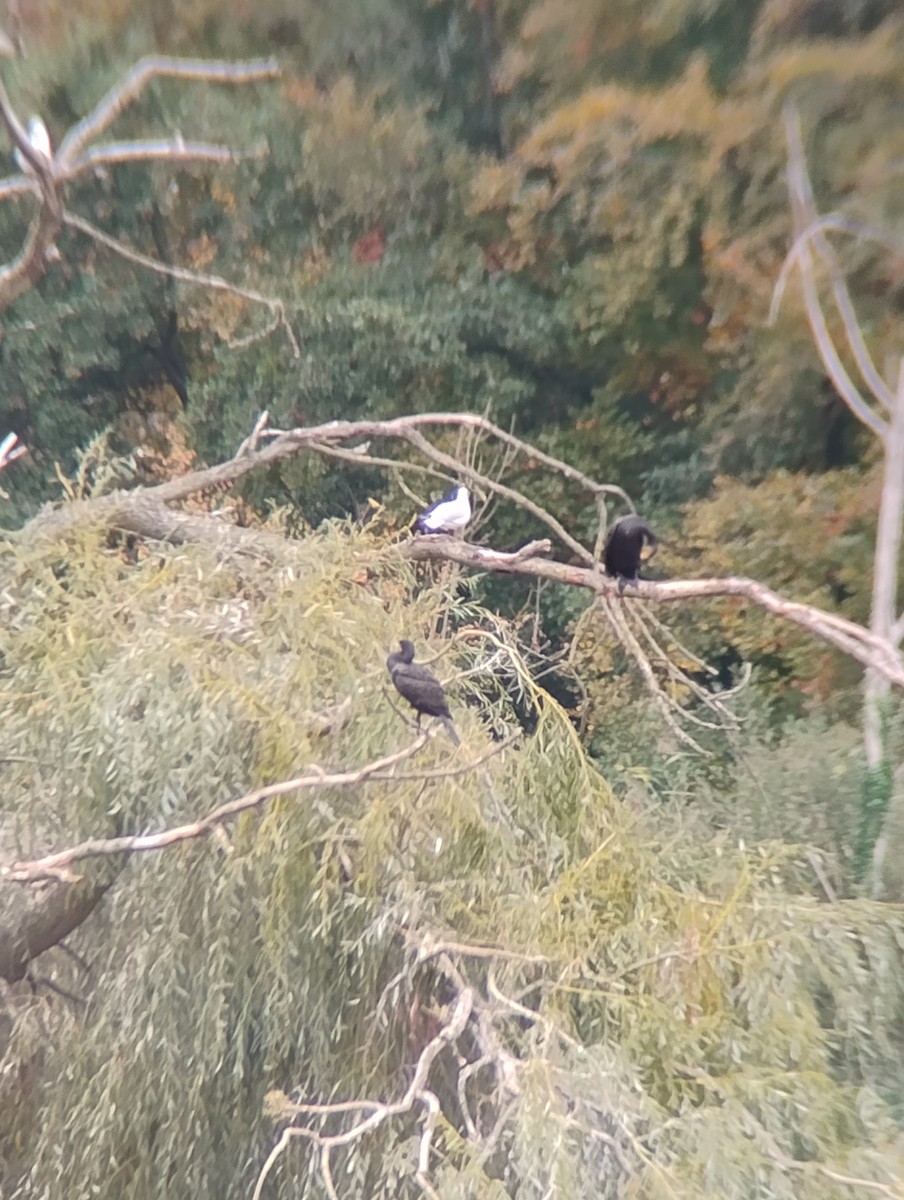 Great Cormorant - ML643598395