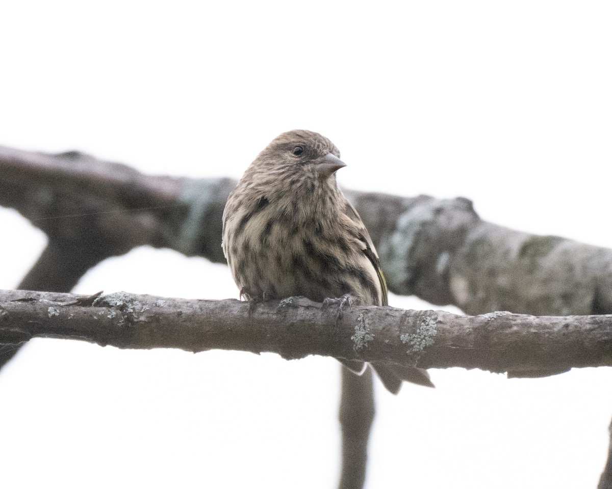 Pine Siskin - ML643598424