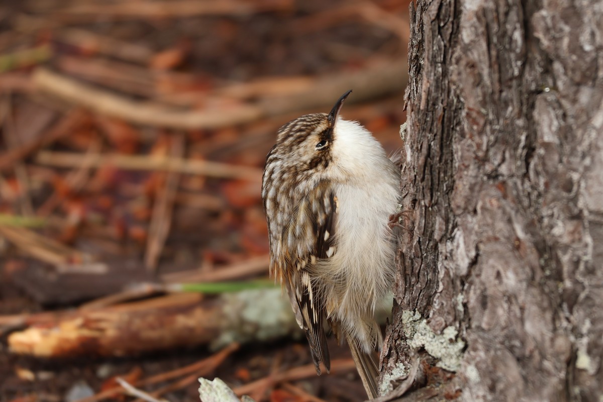 Brown Creeper - ML643598431