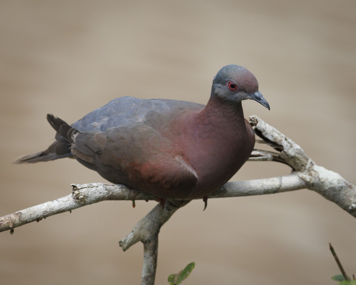 Pale-vented Pigeon - ML643598432