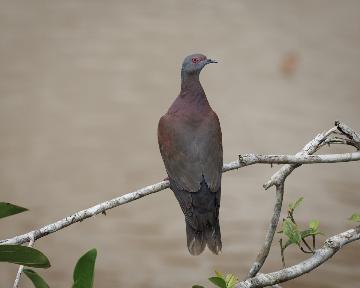 Pale-vented Pigeon - ML643598433