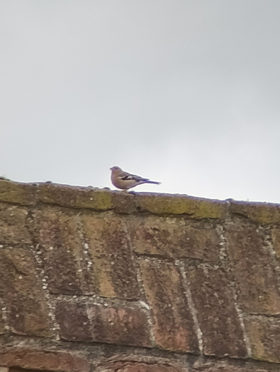 Common Chaffinch - ML643598438