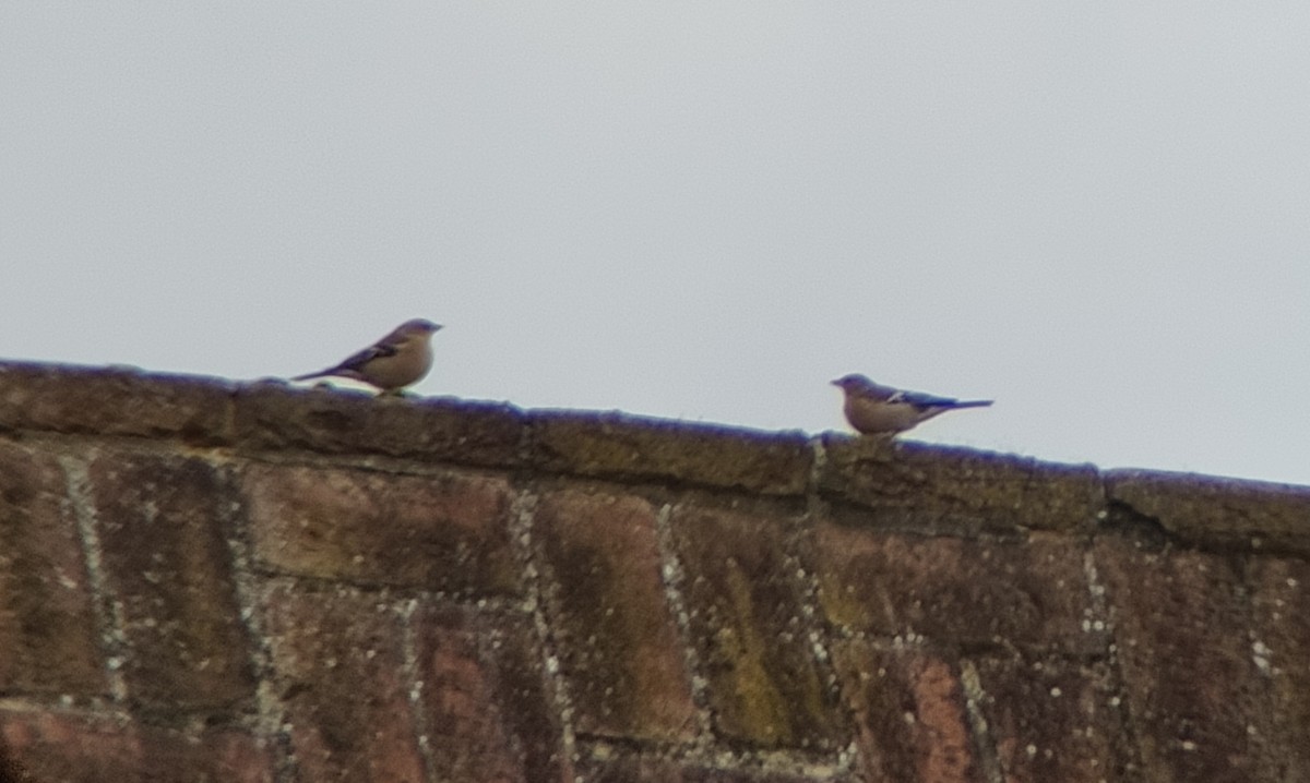 Common Chaffinch - ML643598439