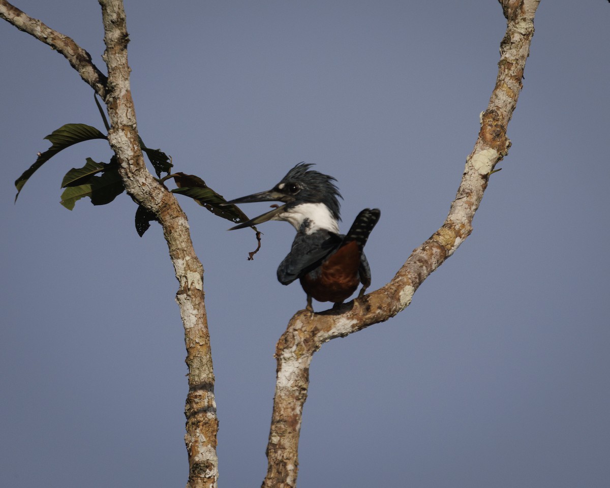 Ringed Kingfisher - ML643598446
