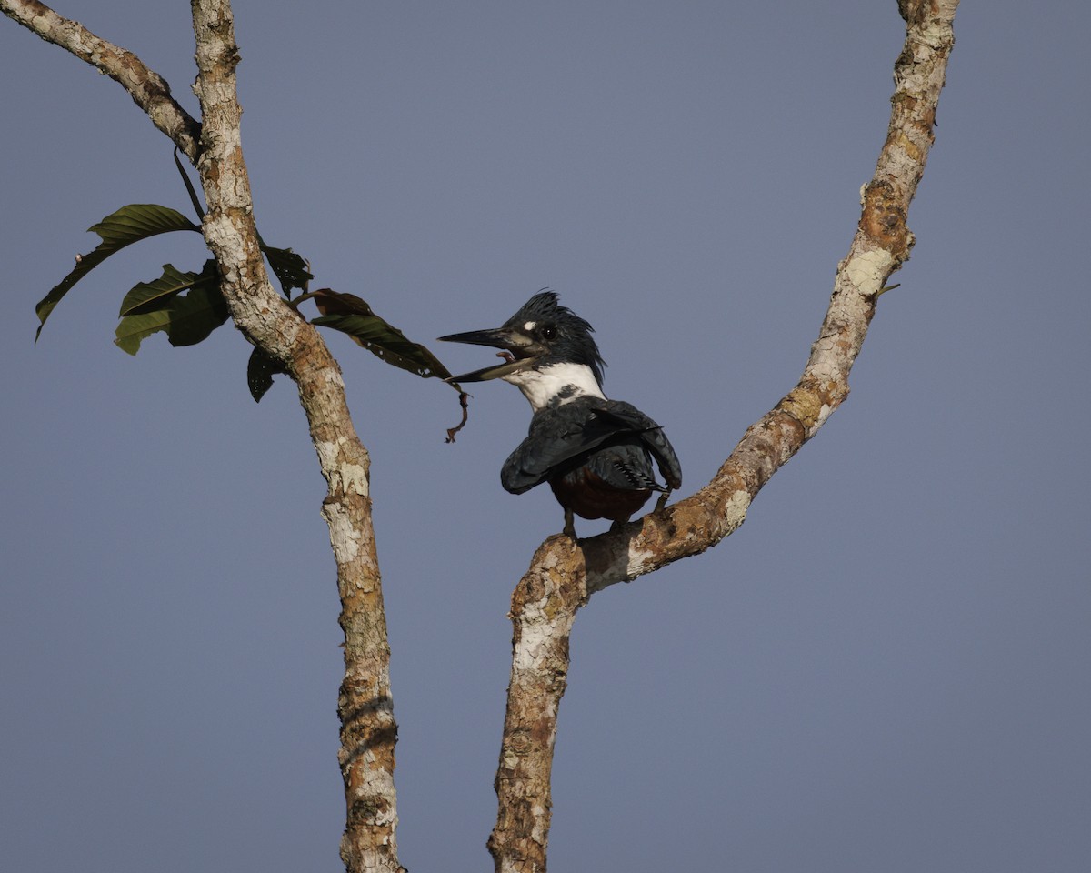 Ringed Kingfisher - ML643598447