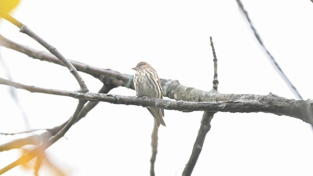 Pine Siskin - ML643598448