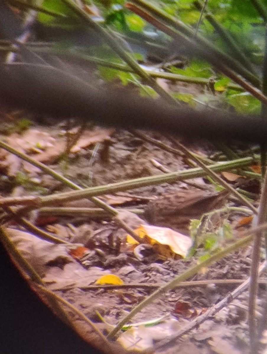 Dunnock - ML643598462