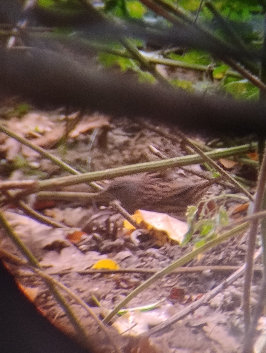 Dunnock - ML643598463