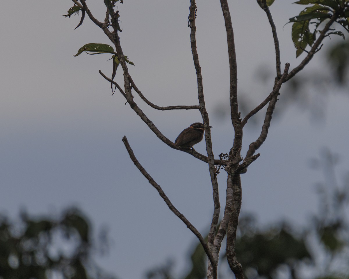 Chestnut-capped Puffbird - ML643598464