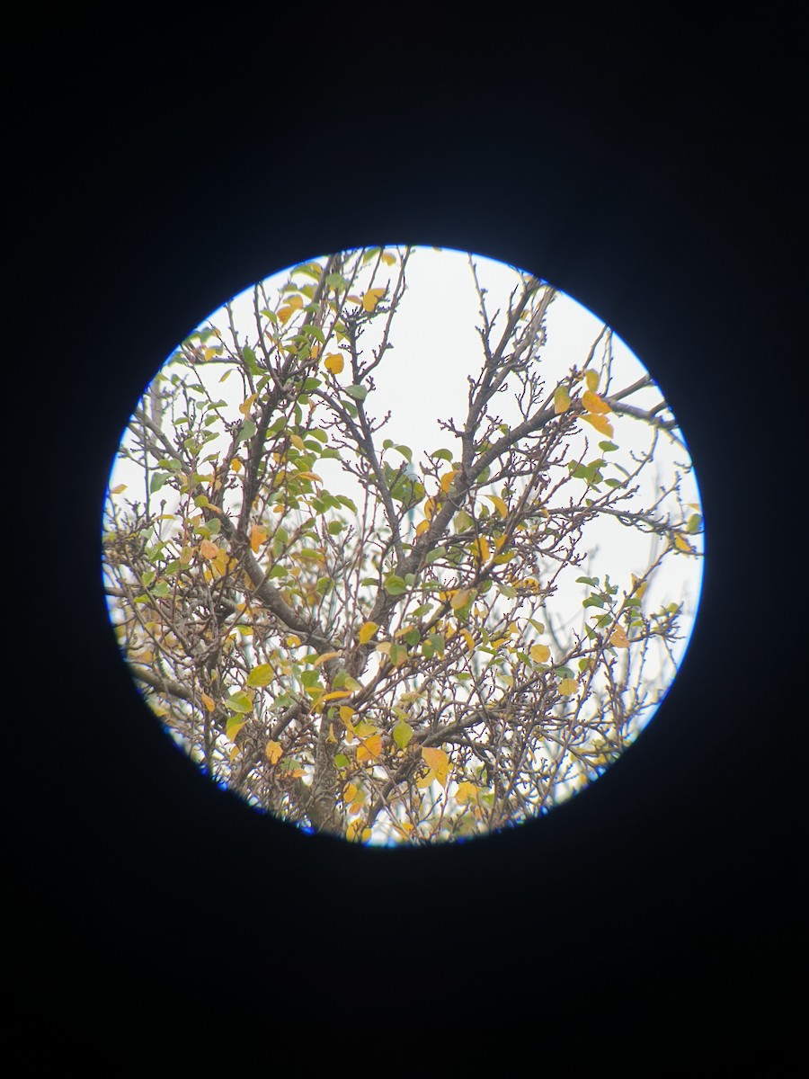 紅領綠鸚鵡 - ML643598477