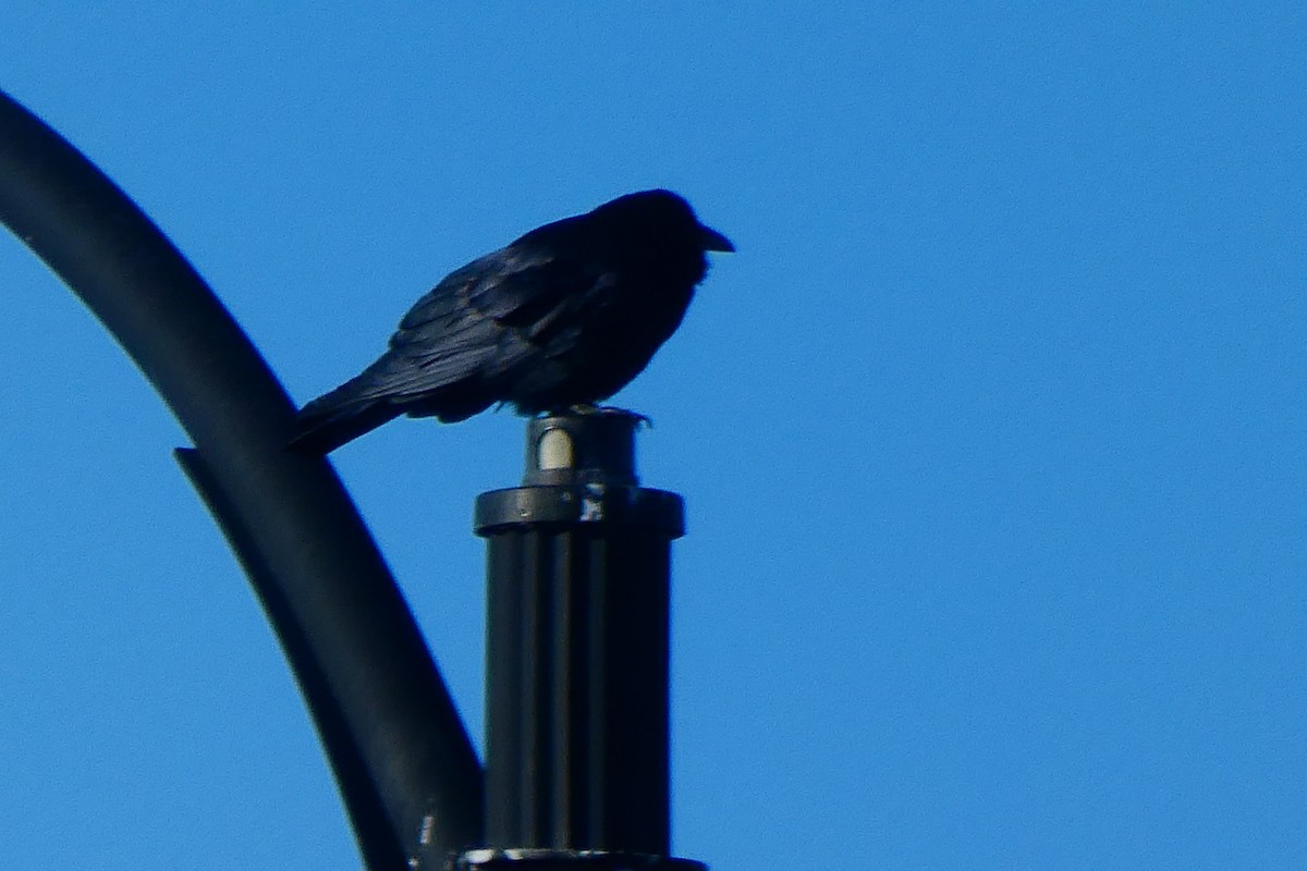 Fish Crow - ML643598495