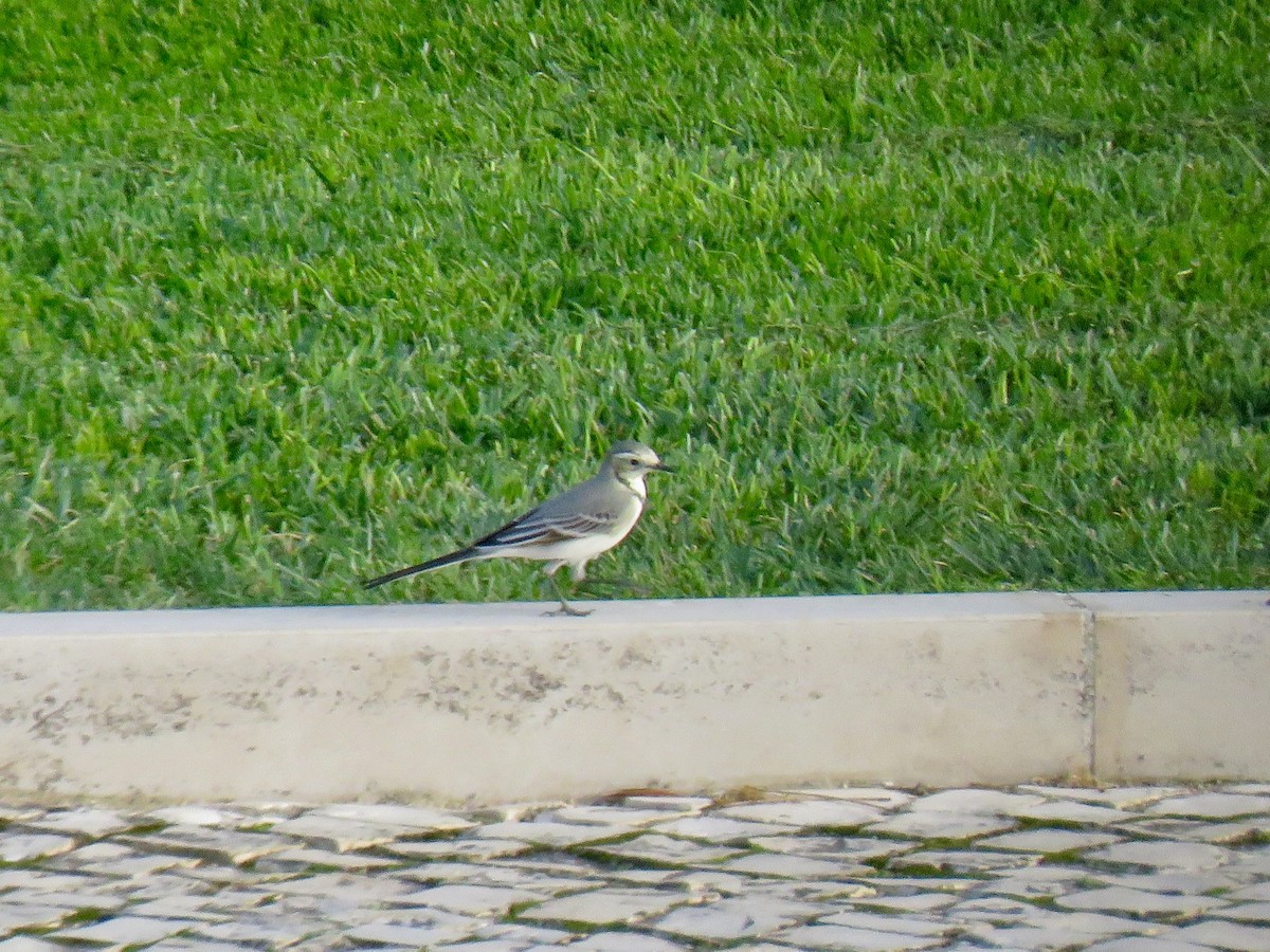 konipas bílý - ML643598496