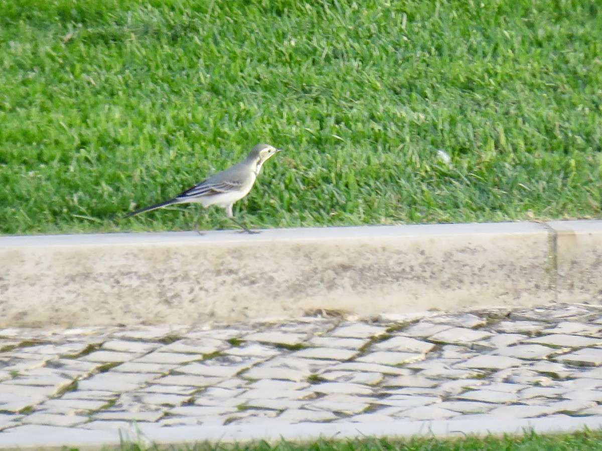 konipas bílý - ML643598503