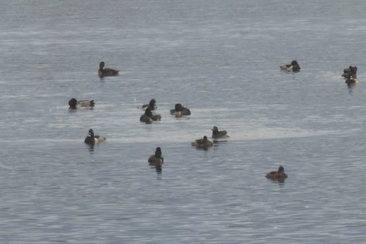 Ring-necked Duck - ML643598504